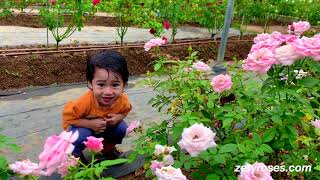 Taman Zety Roses Terengganu Malaysia Rose Garden [upl. by Vanna579]