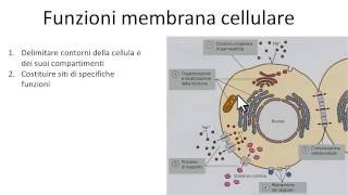 Funzioni membrana plasmatica cellulare Funzione membrane biologiche [upl. by Aztin]