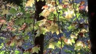 ChattahoocheeOconee National Forest Fall Colors In The Georgia Mountains [upl. by Ashford]