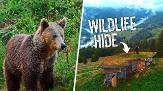 Exploring Wildlife of Carpathian Mountains  Travel Carpathia [upl. by Daenis]