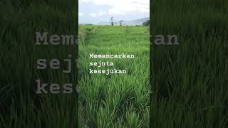 View orisinal alam FloresNTTnature persawahanindah adventure shorts trending villagelife [upl. by Stacy]