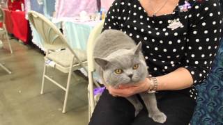 Meet the British Shorthair [upl. by Keelby409]