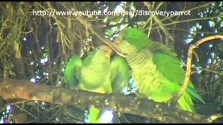 Wild Monk parakeet in Athens Greece feeding babies [upl. by Hazem743]