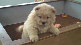 Chow Chow Puppy Video Lee 11609 [upl. by Naivatco]