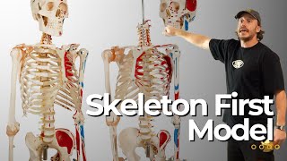 Movement Models  Muscle vs Skeleton First Models [upl. by Clementine755]