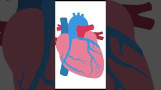 Key Anatomical Details for TGA Surgery Shorts echocardiography ultrasound pediatrics [upl. by Enyaw]