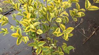 Ligustrum ovalifolium Aureum [upl. by Thatch851]