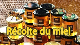 🍯 Récolte du miel toutes les étapes 🐝 [upl. by Ecnerual]