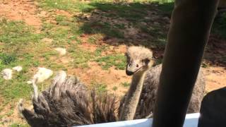 Ostrich Encounter at Zoofari  NC Zoo [upl. by Hughes]