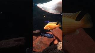 Mbuna malawi cichlid mbuna aquarium underwater paradise up fish [upl. by Imit]