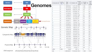 Genomes DNA Sequencing Noncoding RNA and Genetic Mutations [upl. by Dillon]