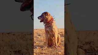 Turkish Kangal vs Caucasian Shepherd – Ultimate Power Showdown 🐕💥 [upl. by Nide]