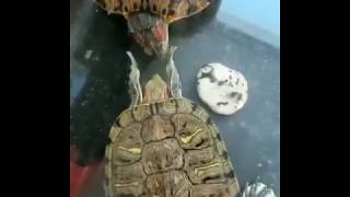 Sea Turtle Rescue  JONATHAN BIRDS BLUE WORLD [upl. by Eyla]