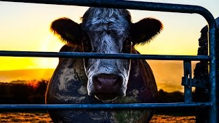 COWSPIRACY  Official Teaser 2  HD [upl. by Ahsieyt291]