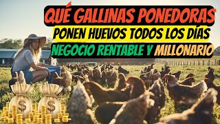 Qué gallinas ponedoras ponen huevos todos los días guia completa desde cero [upl. by Anoval]