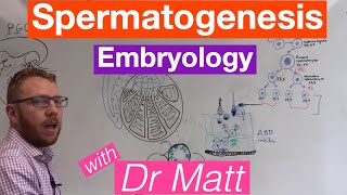 Spermatogenesis  Embryology [upl. by Laehcor]