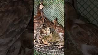 2 Weeks Old Chicks Produce in my mini Backyard Farm [upl. by Senecal]