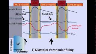 The Cardiac Cycle [upl. by Rein]