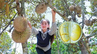 Pick durian fruit for amazing dessert  How to eat durian in my homeland [upl. by Yeclehc]