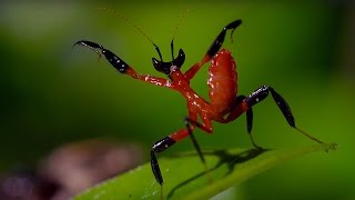 Kung Fu Mantis Vs Jumping Spider  Life Story  BBC [upl. by Enayd715]