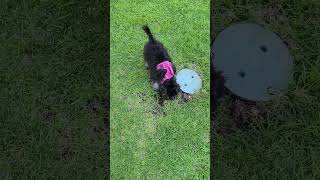 Miniature Schnauzer Playing with Kids in Garden [upl. by Oiramad236]