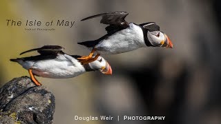 Wildlife Photography  Isle of May Scotland  A Seabird Paradise [upl. by Sontag270]