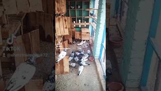 breeding Setup kabutar achaykabootarkipehchan kabootarbazivlogs pigeon [upl. by Craner]