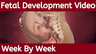 Fetal Development Week by Week  Fetal Development  Stages of Fetal Development [upl. by Lrat]