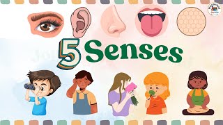 Sense organs  five senses  Our senses  Sense organs name  Sense organs functions  5 senses [upl. by Joyann]