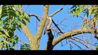 Peregrine Falcon Falco peregrinus [upl. by Calica]