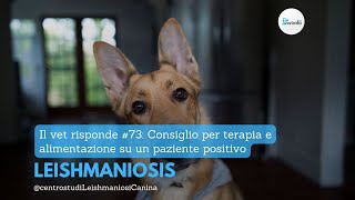 Il vet risponde 73 Consigli su terapia e alimentazione di un paziente positivo [upl. by Man716]