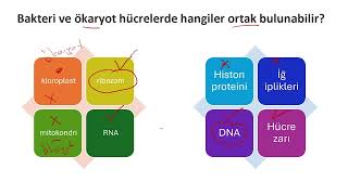 9 Sınıf Tema 16 bakteriler [upl. by Votaw901]