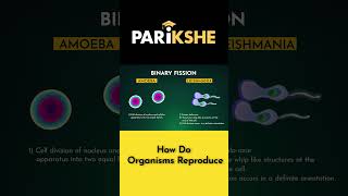 Binary Fission Simple Explanation exampreparation [upl. by Aurie]