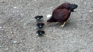 Chickens And Banty hen with babies [upl. by Lana]