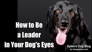 Acme Canine Being a Leader in Your Dogs Eyes [upl. by Nabala963]