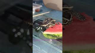 4 Feed the cute baby turtle watermelon shots animals turtles [upl. by Medwin711]