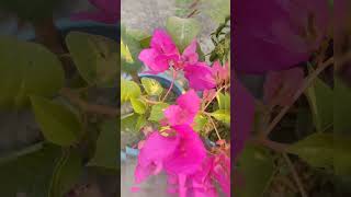 Bougainvillea की variegated variety।MeraBagicha1979। [upl. by Adlin]