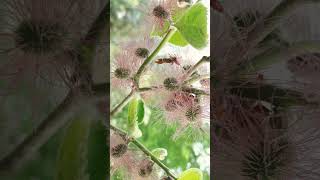 🌹⁶☆•⁵ Paper Mulberry Broussonetia papyrifera  Female Flowers  in Mulberry Family Moraceae [upl. by Aldos]