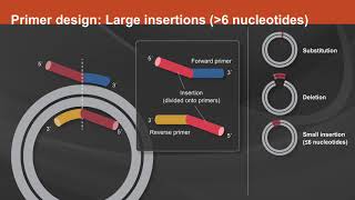 Overview of the Q5® SiteDirected Mutagenesis Kit [upl. by Atteroc]