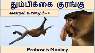 Proboscis Monkey  தும்பிக்கை குரங்கு  வனமும் வானமும் [upl. by Arlan]