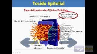 Megaaluno Tecido Epitelial Especializações da Membrana Plasmática [upl. by Illak]