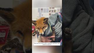 This woman found a fox in distress and then took action to save it animalshorts shortvideo [upl. by Higley]