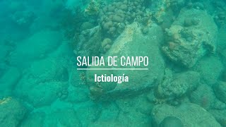 Biología Marina  Vlog salida de campo de ictiología [upl. by Custer]