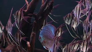 36 WILD CAUGHT ALTUM ANGELFISH [upl. by Eeruhs]