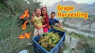 Grape Harvesting  Village Life  Daily Lifestyle Vlog  Vlogs New Video [upl. by Eikkin510]