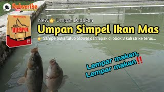 Umpan Simpel Ikan Mas  Djempol Amis Emang Joosss [upl. by Ennaharas]