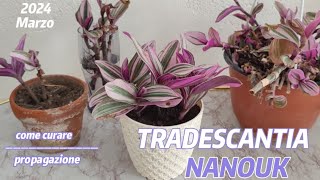 TRADESCANTIA NANOUK 🌸 propagazionecome curare la pianta shortvideo tradescantia [upl. by Eltsyek115]