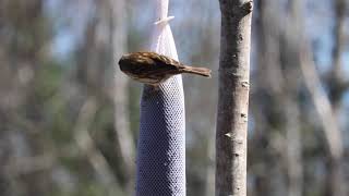 Wild Birds Feeding on a Kaytee Wild Bird Food Nyjer Seed Sock Feeder [upl. by Long]