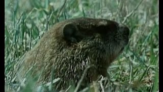 CBC on SCTV Hinterland Woodchuck Monday Night Curling  1983 [upl. by Adnuhsor]