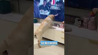 ¡El perro más adorable de todo el mundo [upl. by Steffy]